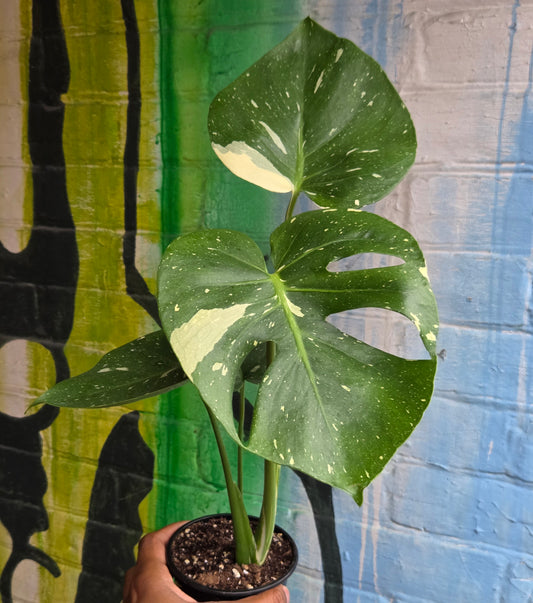 4" Monstera Thai Constellation