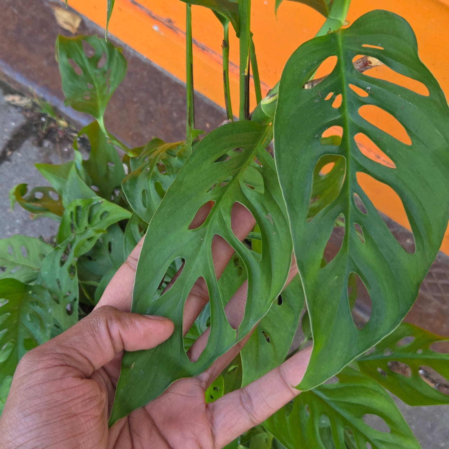 10" Monstera Adansonii Narrow Form