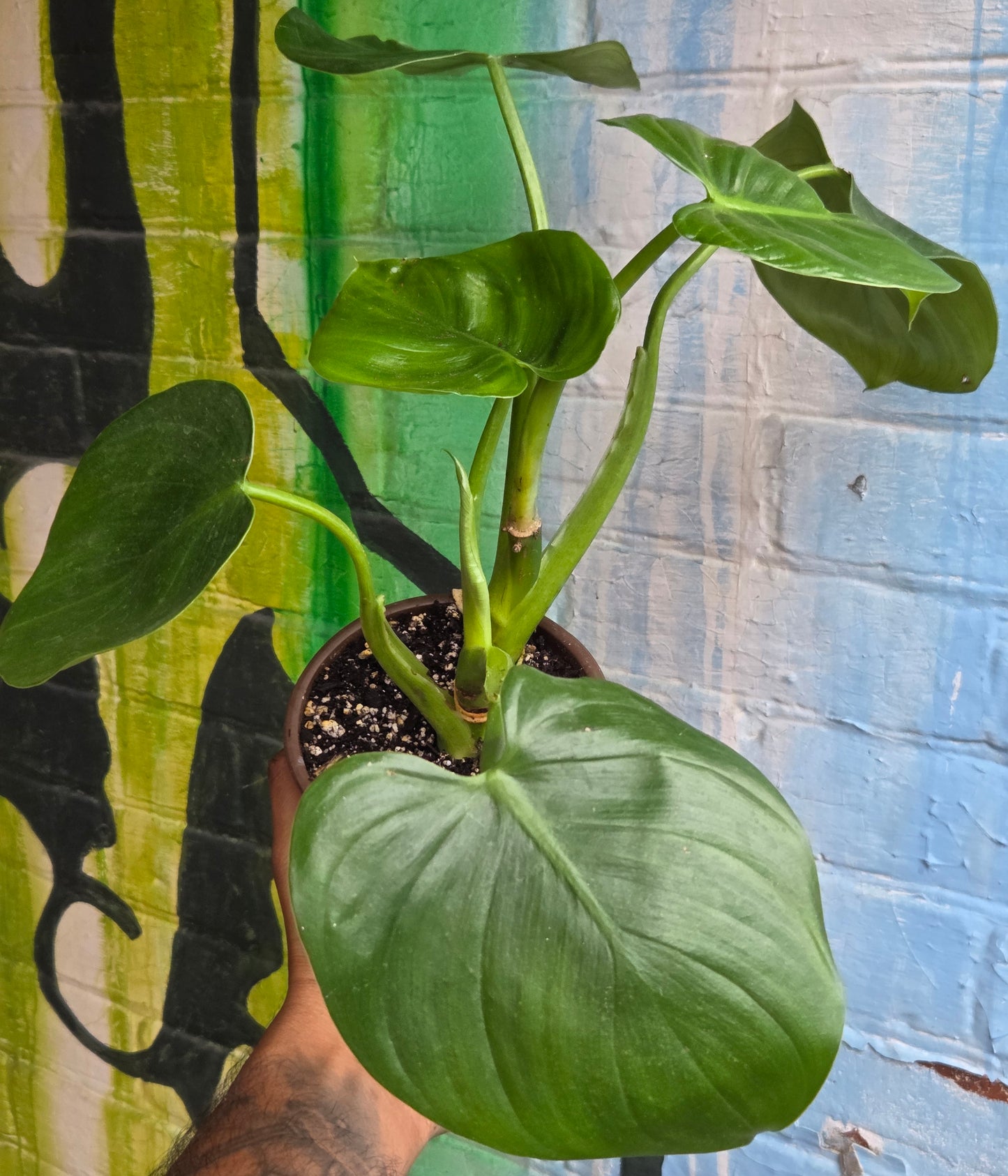5" Philodendron Grazielae