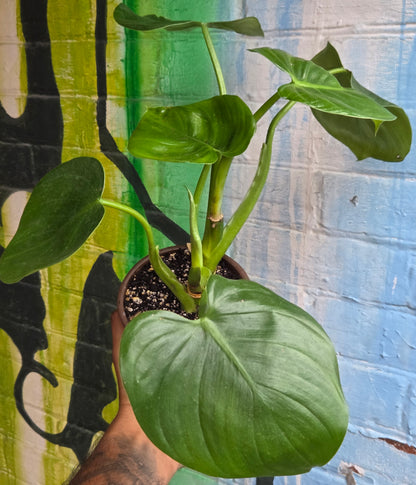 5" Philodendron Grazielae