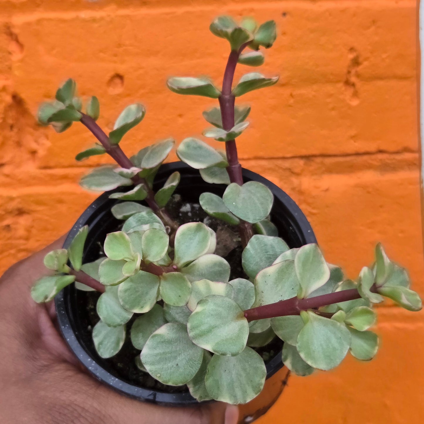 3.5" Variegated Portulacaria afra | Elephant Bush