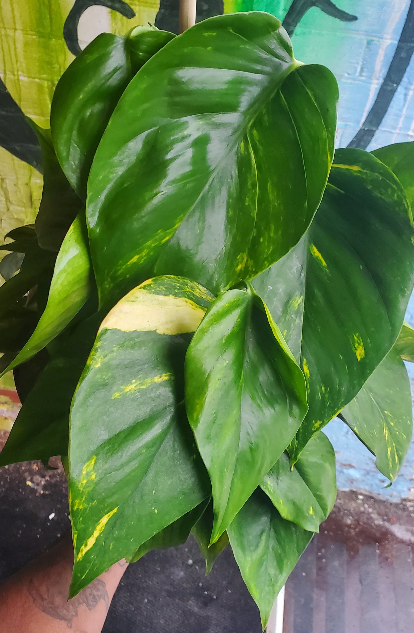 10" Pothos Golden Totem