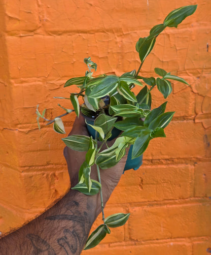 3.5" Tradescantia fluminensis variegata