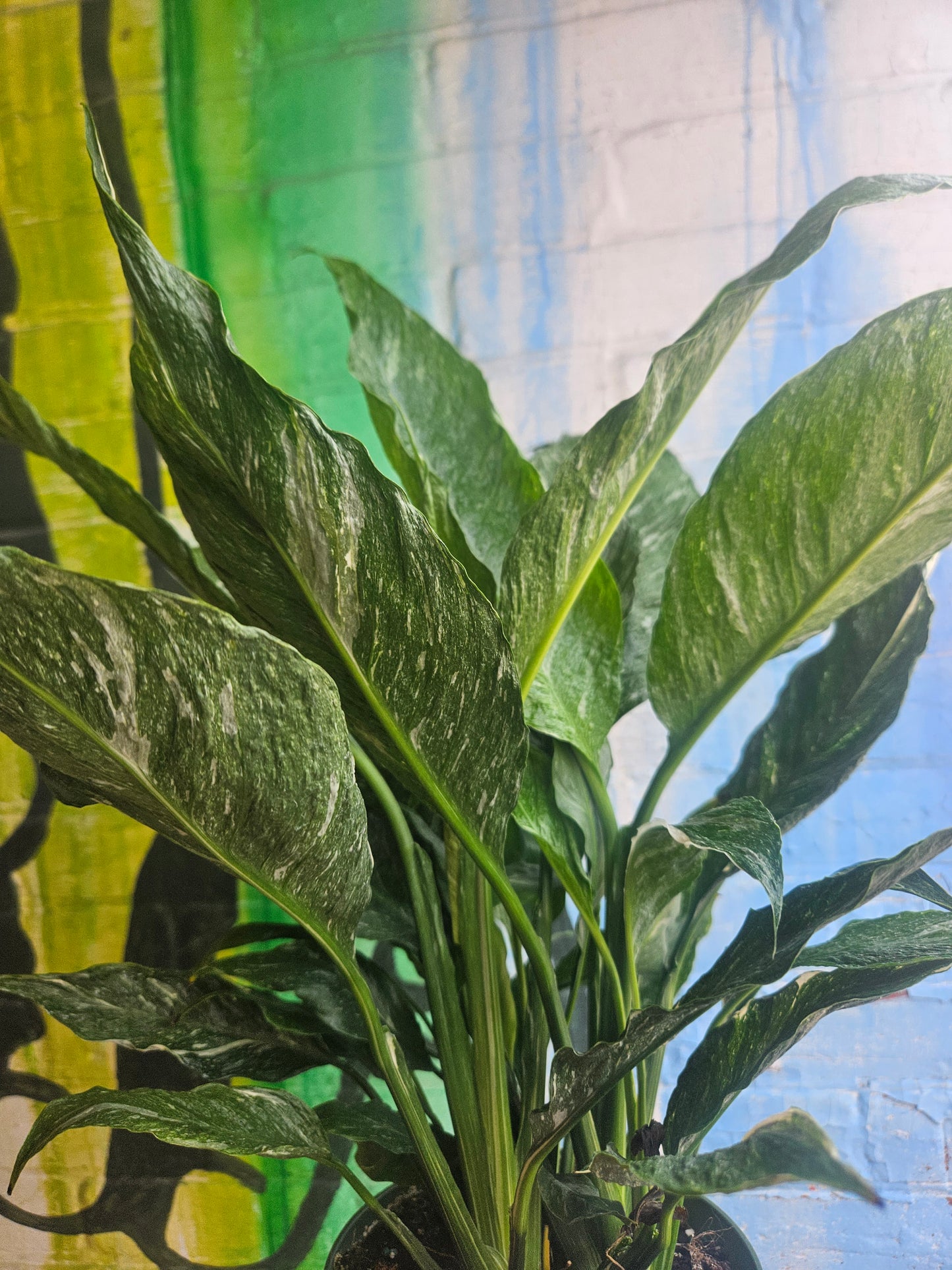 6" Spathiphyllum Diamond