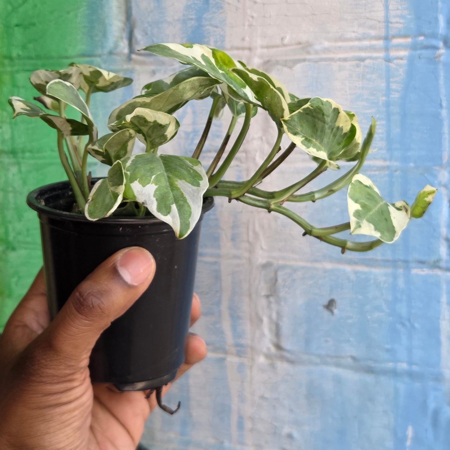 3.5" Pothos Pearls And Jade