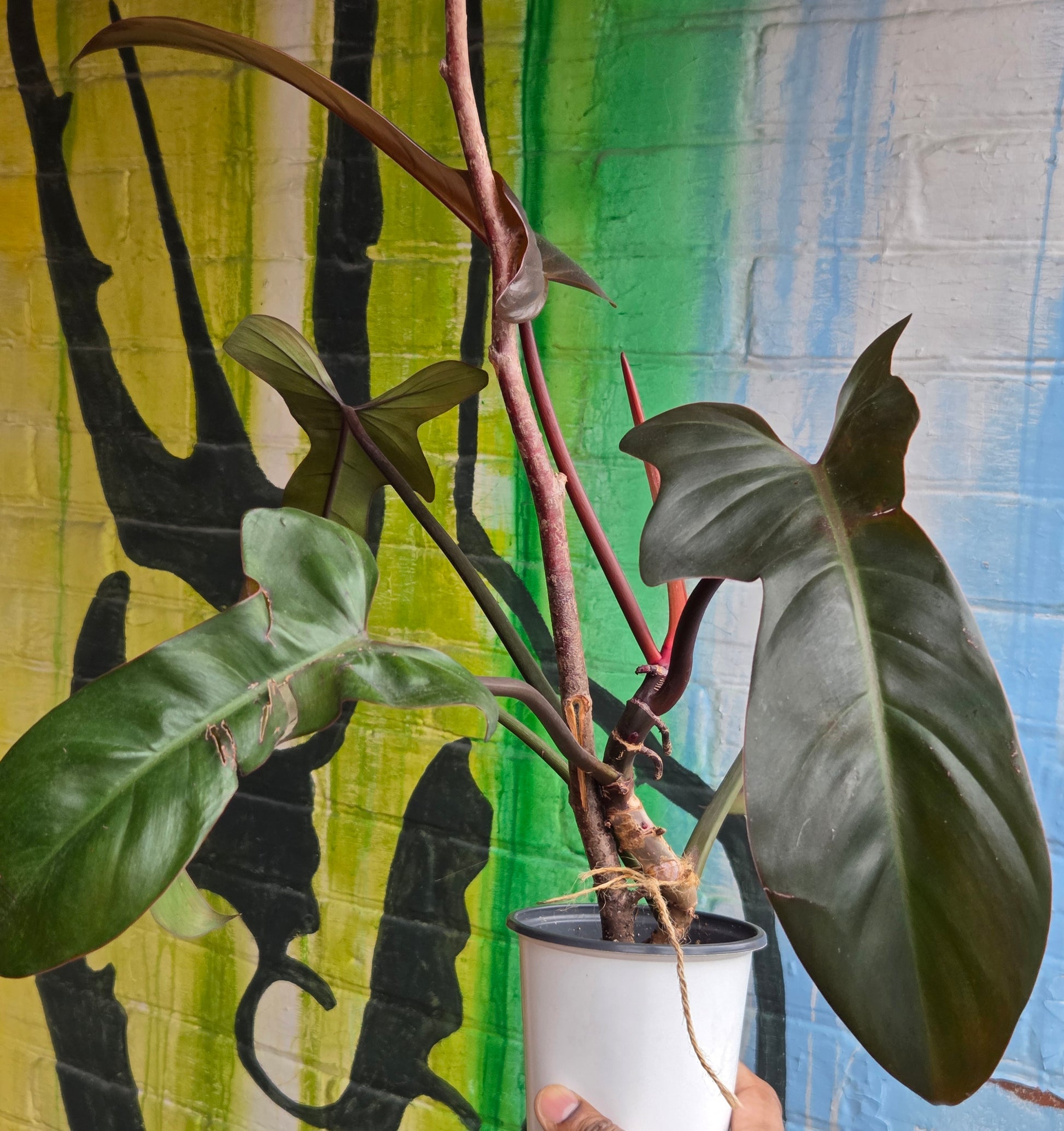 philodendron florida bronze for sale 4" Philodendron Florida Bronze – Plant Goals