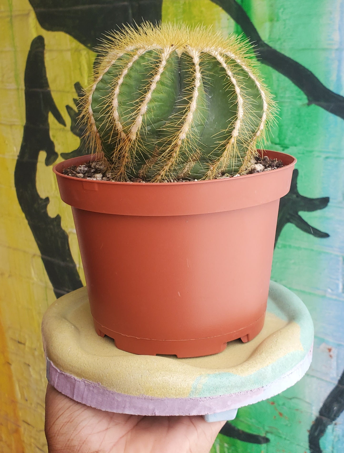 Medium Concrete Drainage Tray Green/Yellow w/Pink/Purple Feets