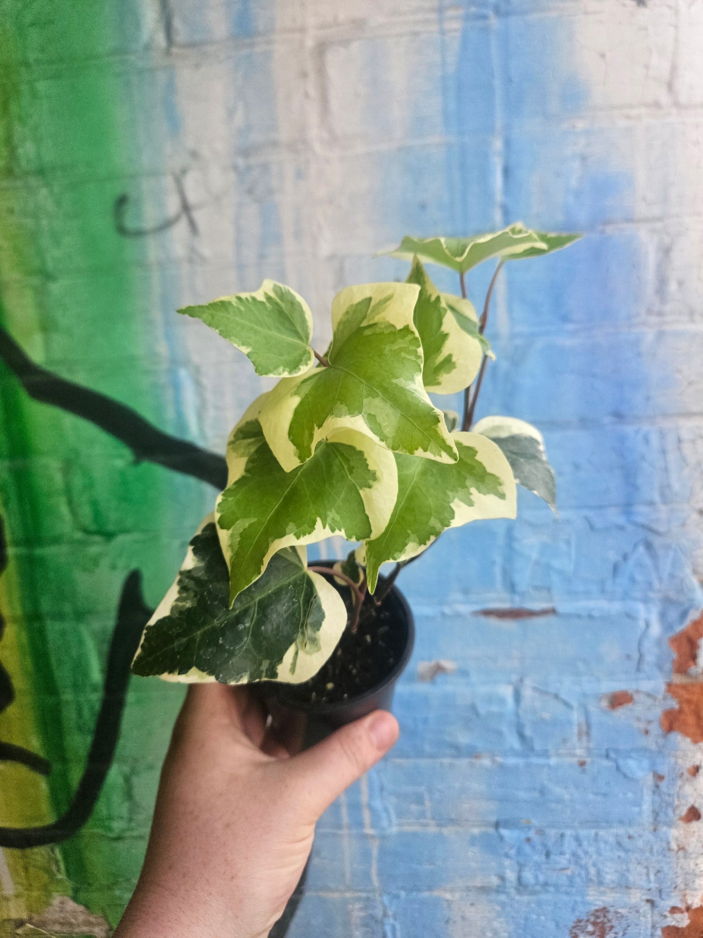 3.5" Variegated Algerian Ivy