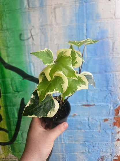 3.5" Variegated Algerian Ivy