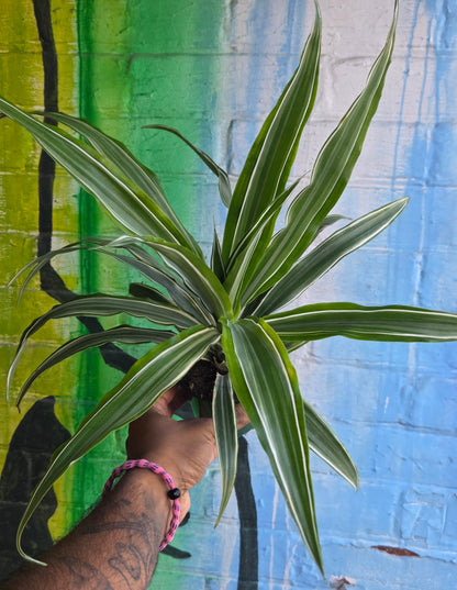4" Dracaena Warneckii