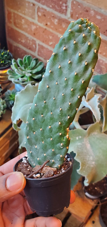 2.5” Cartoon Cactus | Consolea Rubescens