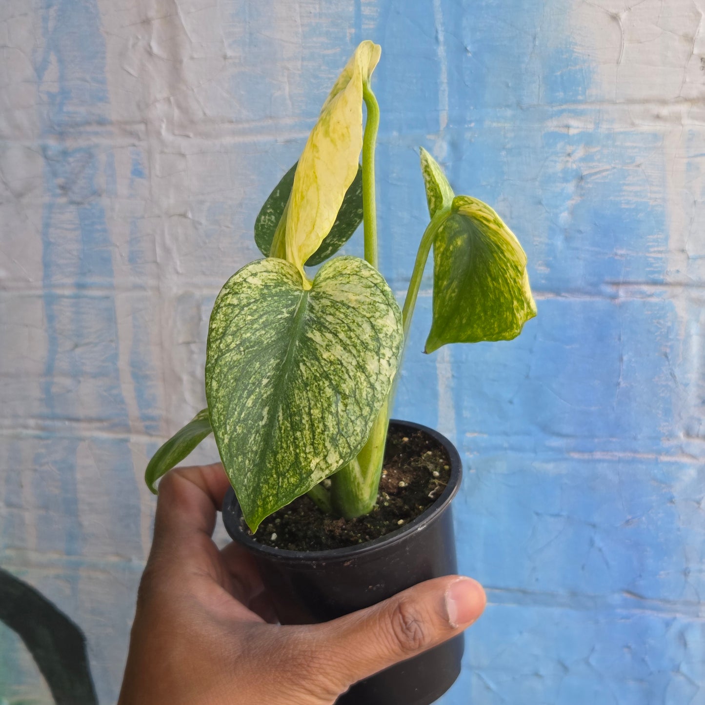 3.5” Monstera Mint