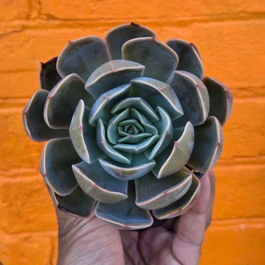 4" Echeveria Mensa