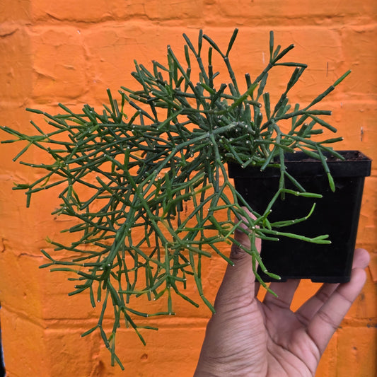 5” Rhipsalis Hatiora Salicorniodes
