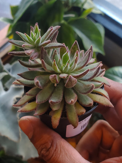 2.5" Echeveria Harmsii