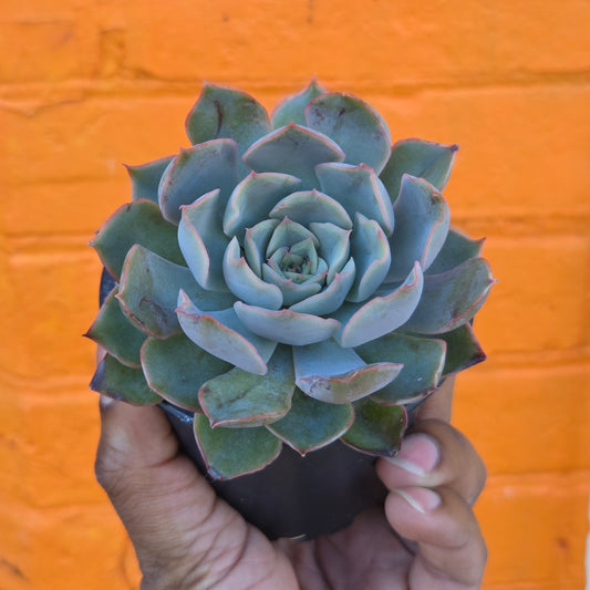3.5” Echeveria Mensa