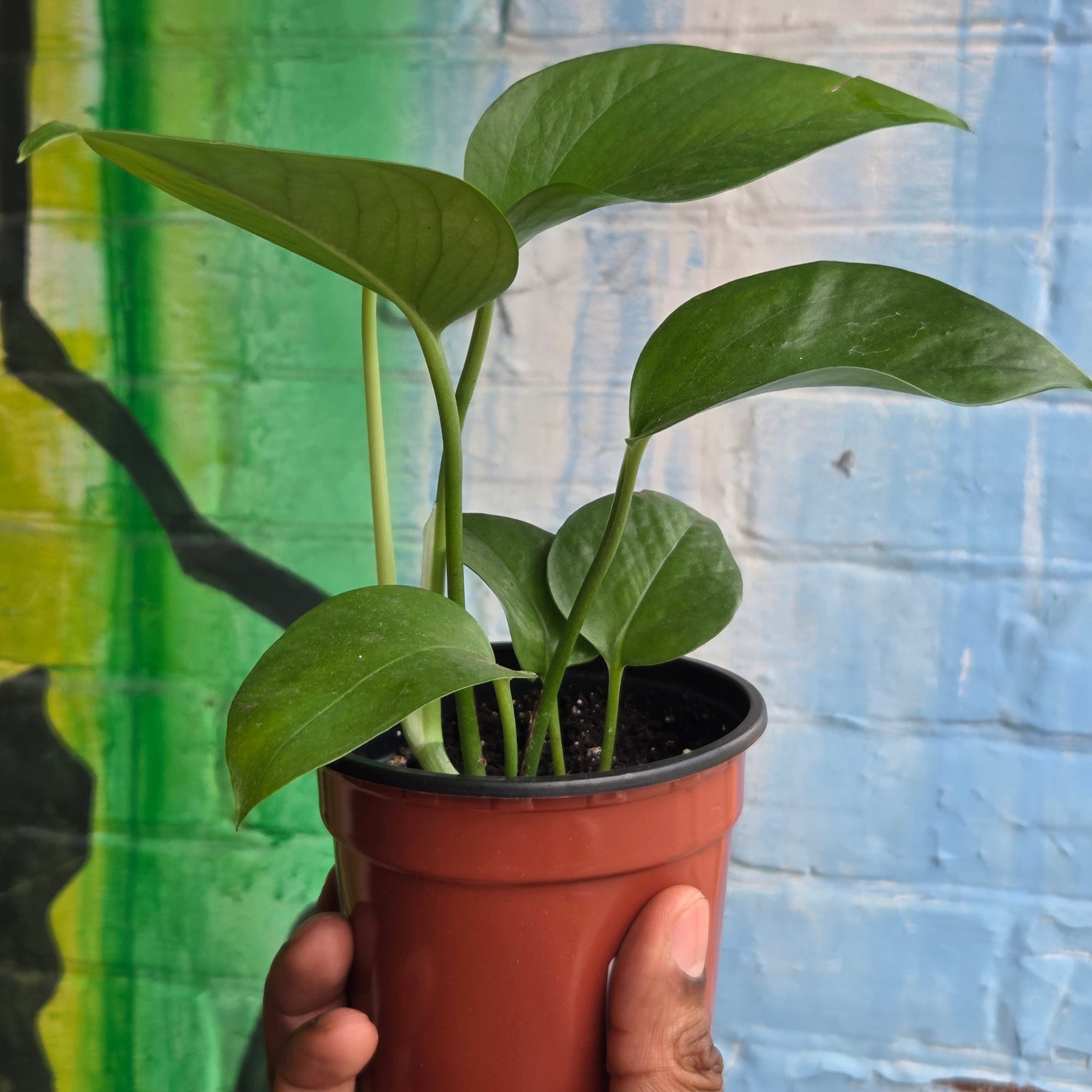 4" Pothos Green Jade