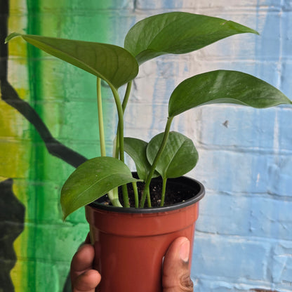 4" Pothos Green Jade