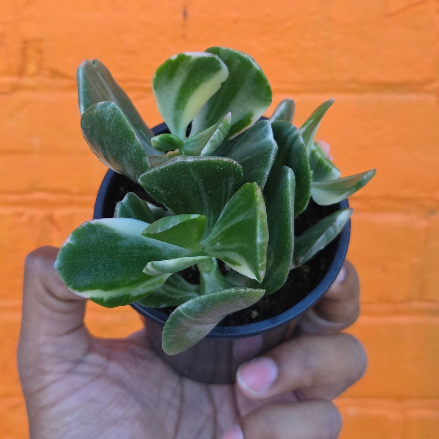 3.5" Variegated Jade | Crassula Ovata