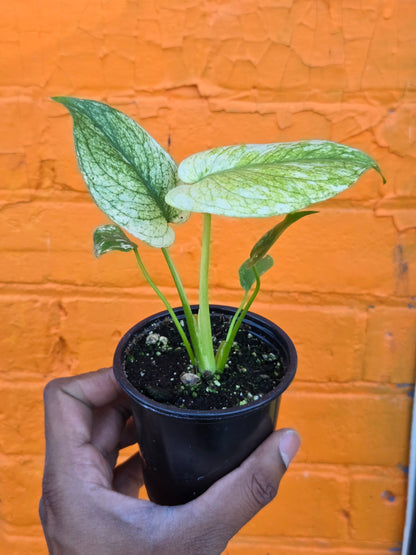 3.5” Monstera White Monster