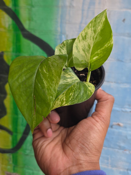 3.5" Pothos Marble Queen