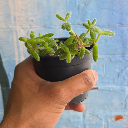 3.5" Delosperma Echinatum | Pickle Plant
