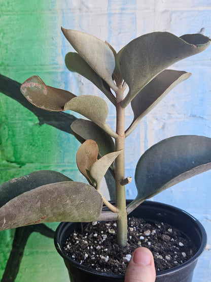 6" Kalanchoe orgyalis