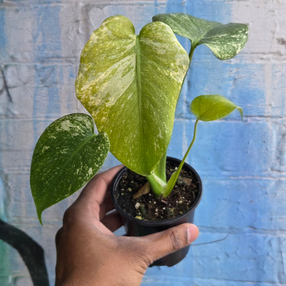 3.5” Monstera Mint