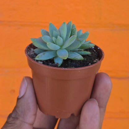 2.5" Sedeveria Blue Burrito