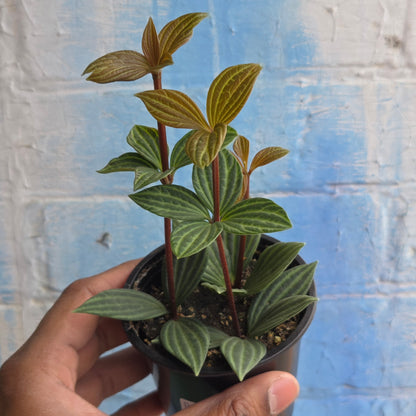 3.5" Peperomia Iron Cross