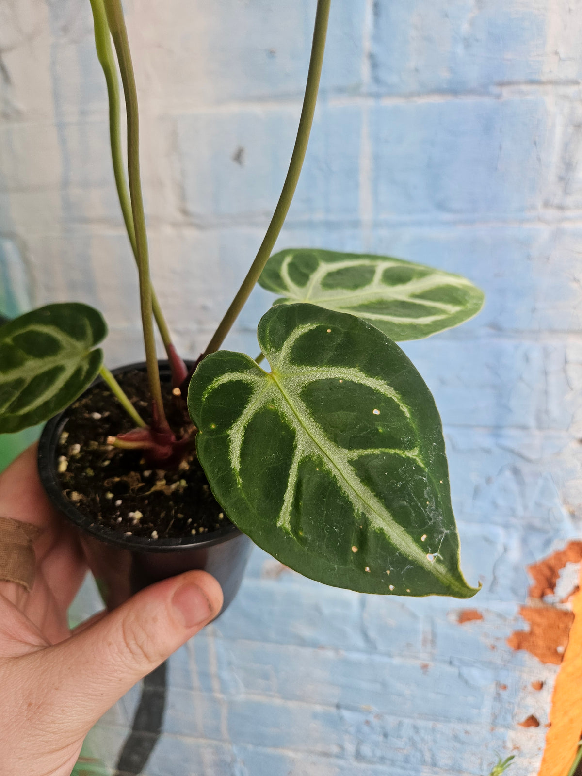 3.5" Anthurium Crystalinum Silver Blush