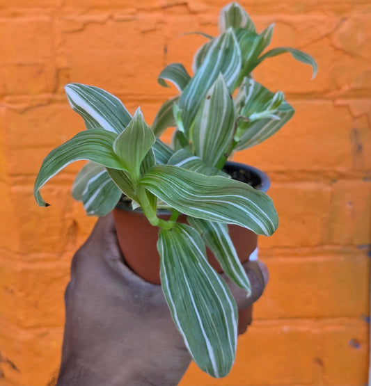 3.5" Callisia Fragrans Variegata