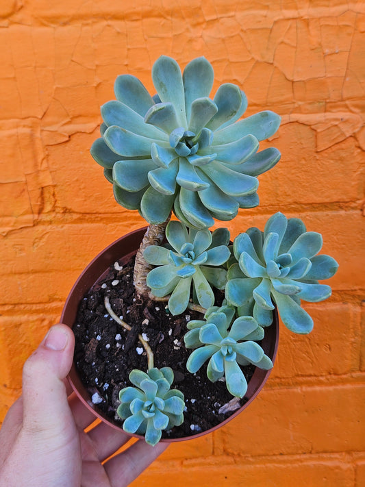 5" Echeveria Elegans
