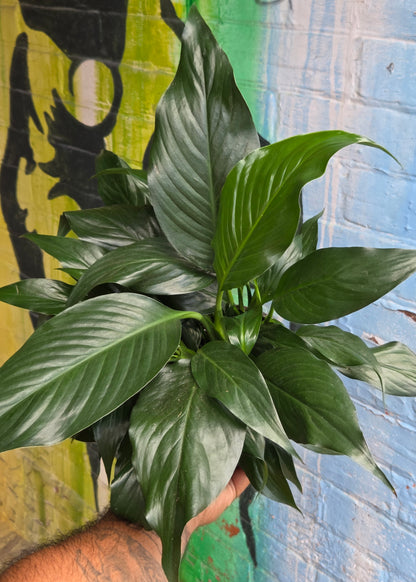 5" Peace Lily | Spathiphyllum