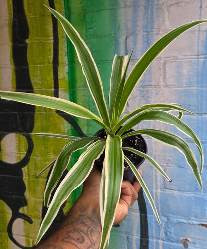 4.5" Reverse Variegated Spider Plant