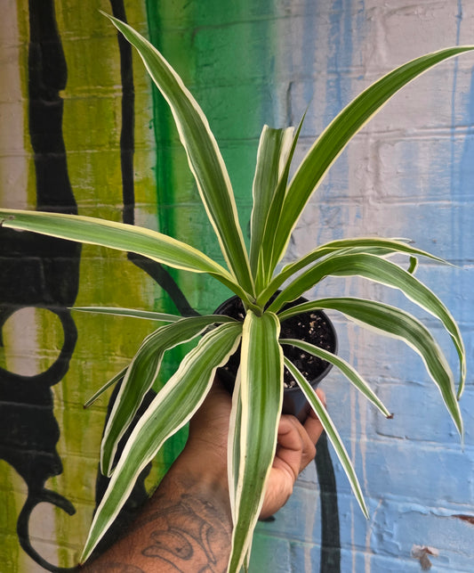 4.5" Reverse Variegated Spider Plant