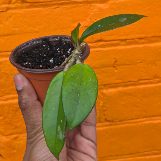 3.5" Hoya Carnosa