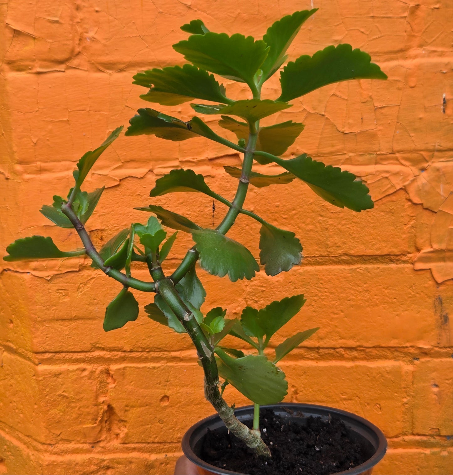 5” Kalanchoe Blossfeldiana