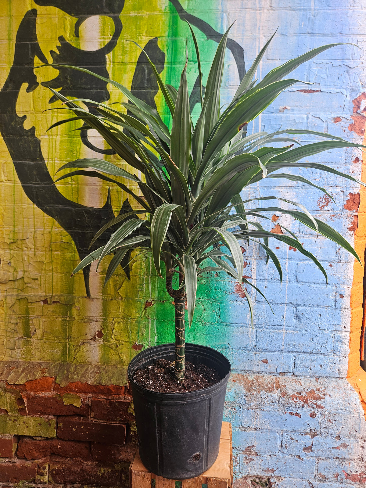 10" Dracaena Warneckii