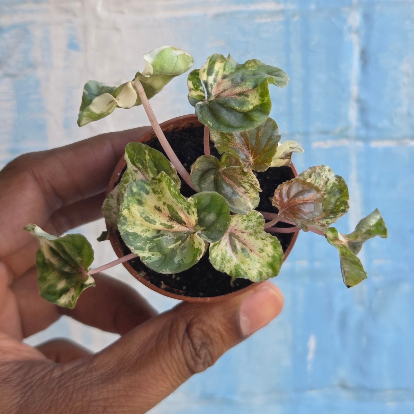 2.5" Peperomia Ripple Variegated