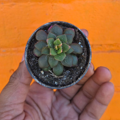 2.5" Anacampseros Rufescens