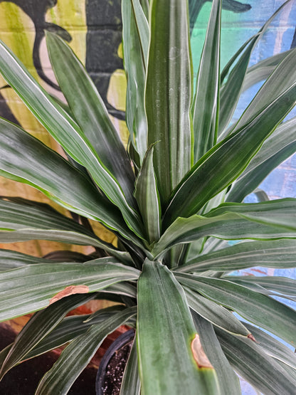 10" Dracaena Warneckii