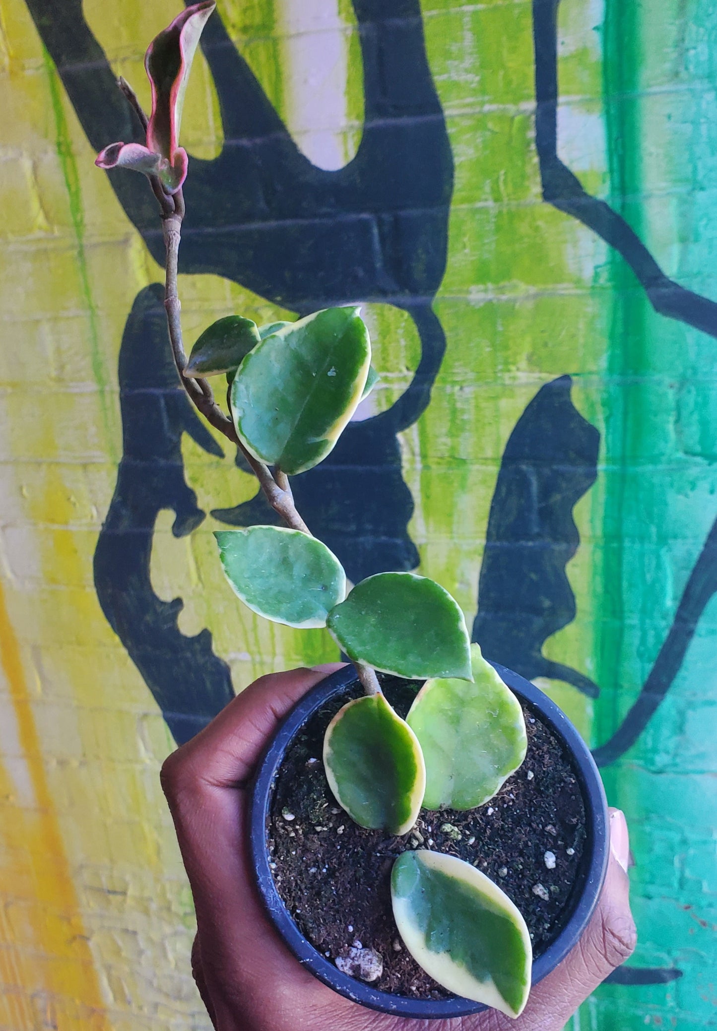 3.5" Hoya Carnosa Krimson Queen