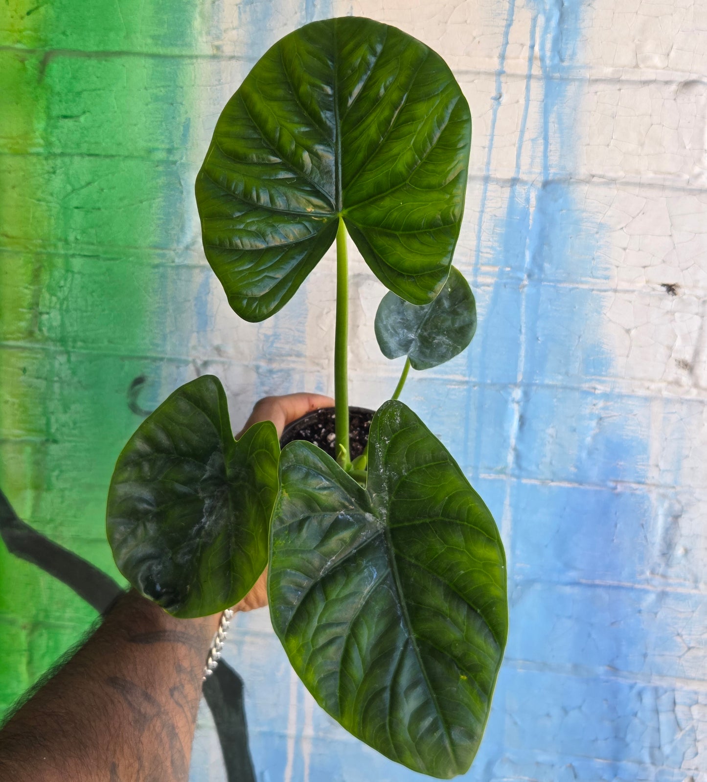 4" Alocasia Lukiwan
