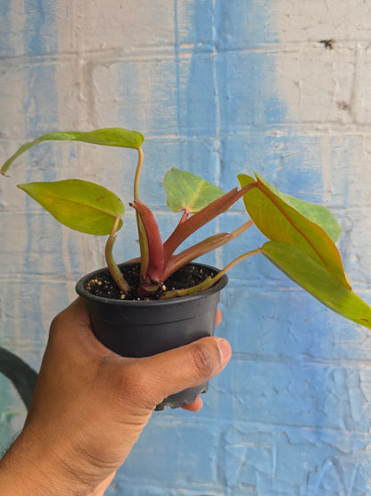 3.5” Philodendron Painted Lady (TAC)