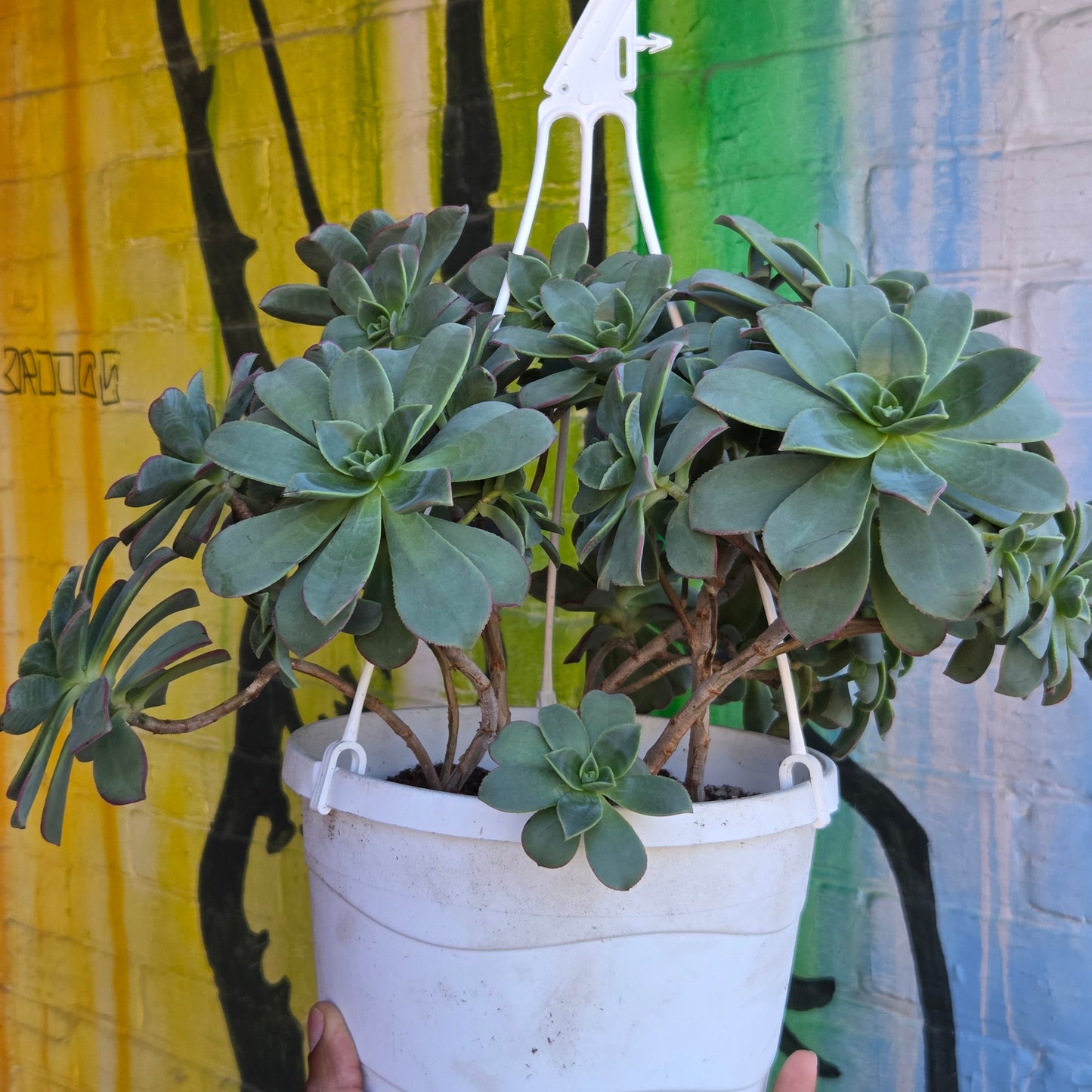 8" Aeonium haworthii Hanging Basket