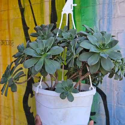 8" Aeonium haworthii Hanging Basket