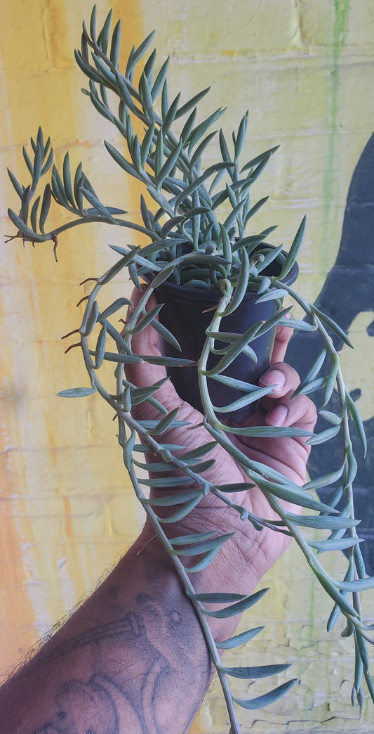 3.5" String Of Fishhooks | Senecio Radicans