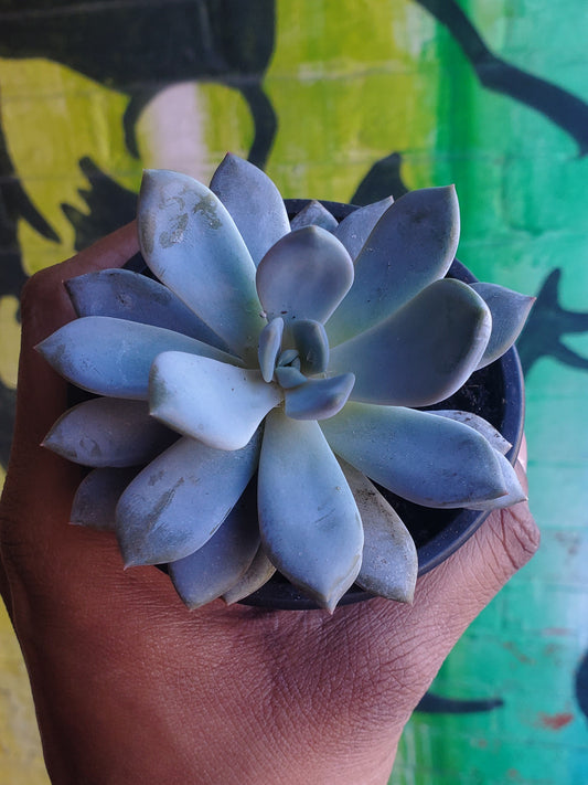 3.5" Sedeveria Lilac Mist