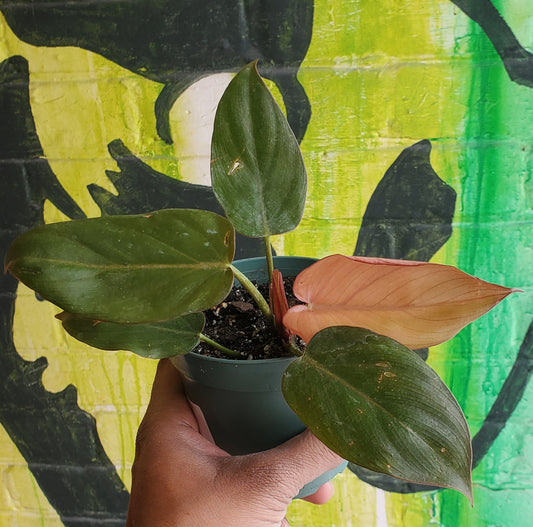 4" Philodendron Summer Glory